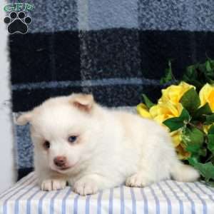 Flora, Pomsky Puppy